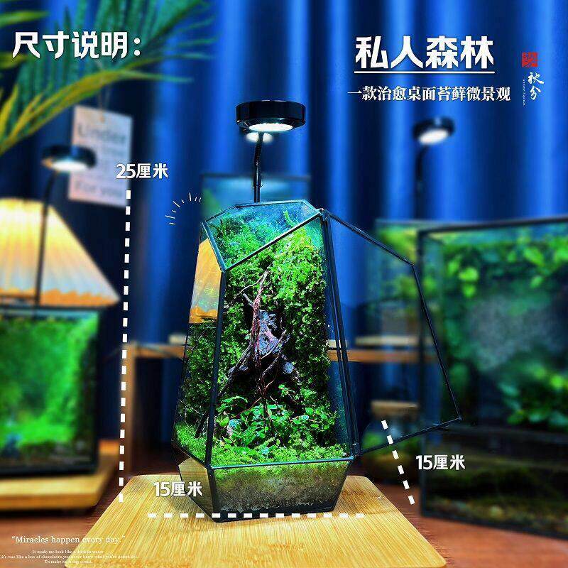 苔藓微景观创意盆栽绿植办公室室内绿植盆栽生态瓶