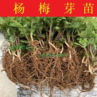 杨梅芽苗杨梅大苗杨梅小苗实生苗枮木苗包成活东魁苗乌梅苗绿化苗