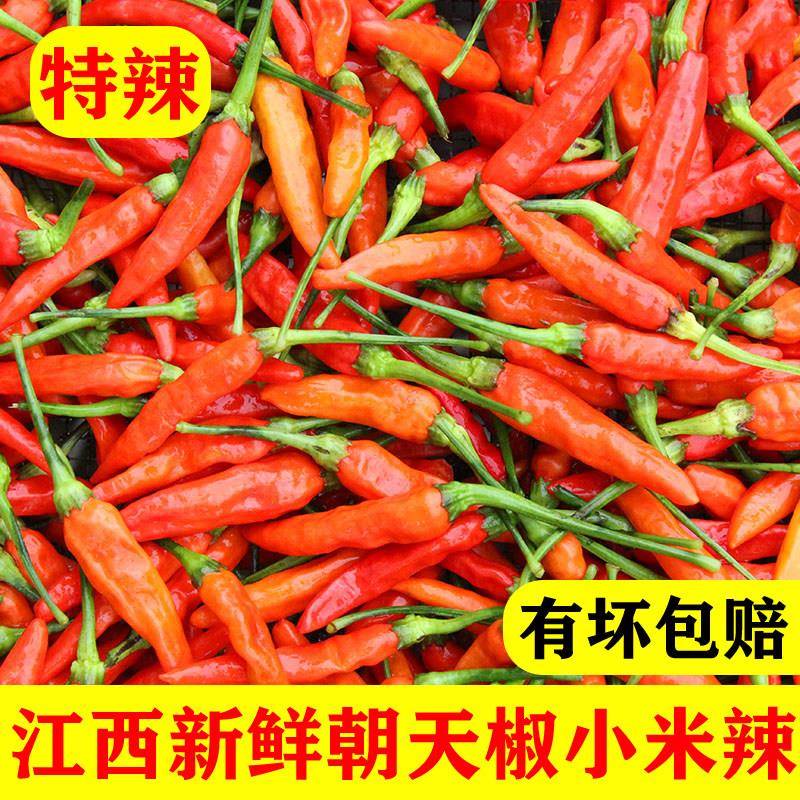 江西朝天椒新鲜小米辣特辣小米椒赣州野山椒赣南小皱皮秋指天椒王