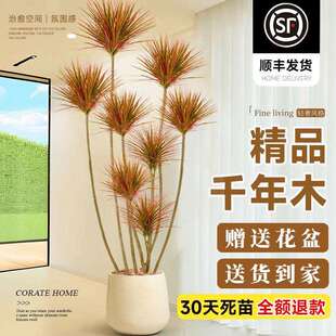 千年木客厅绿植大型植物盆栽室内七彩铁龙血树落地式造景好养真树