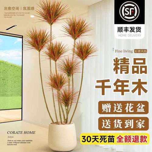 千年木客厅绿植大型植物盆栽室内七彩铁龙血树落地式造景好养真树