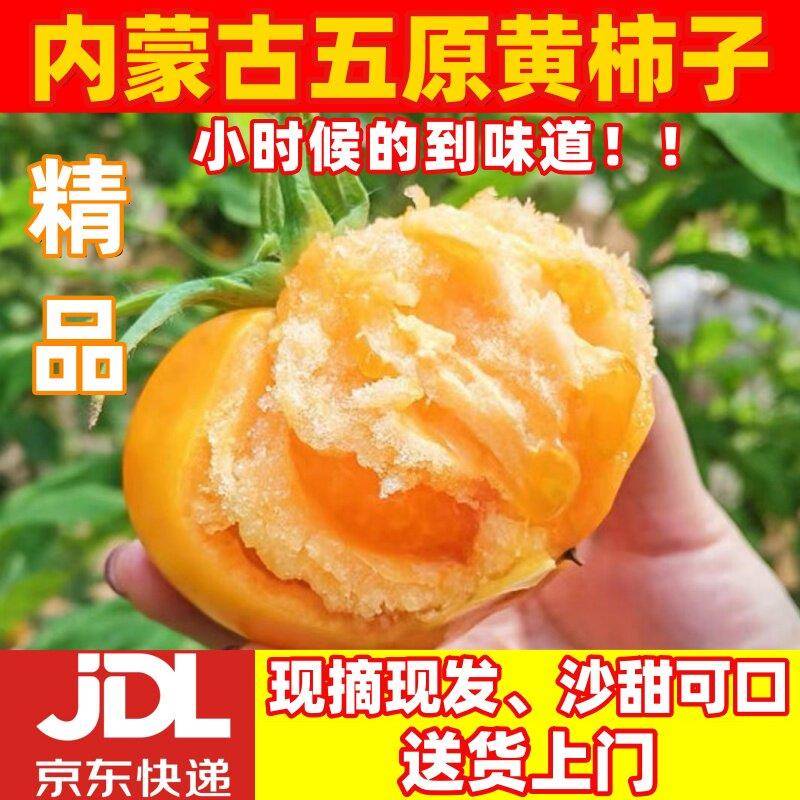 【京东宅配到府】内蒙古现摘五原黄柿子黄番茄沙瓤大番茄黄柿子