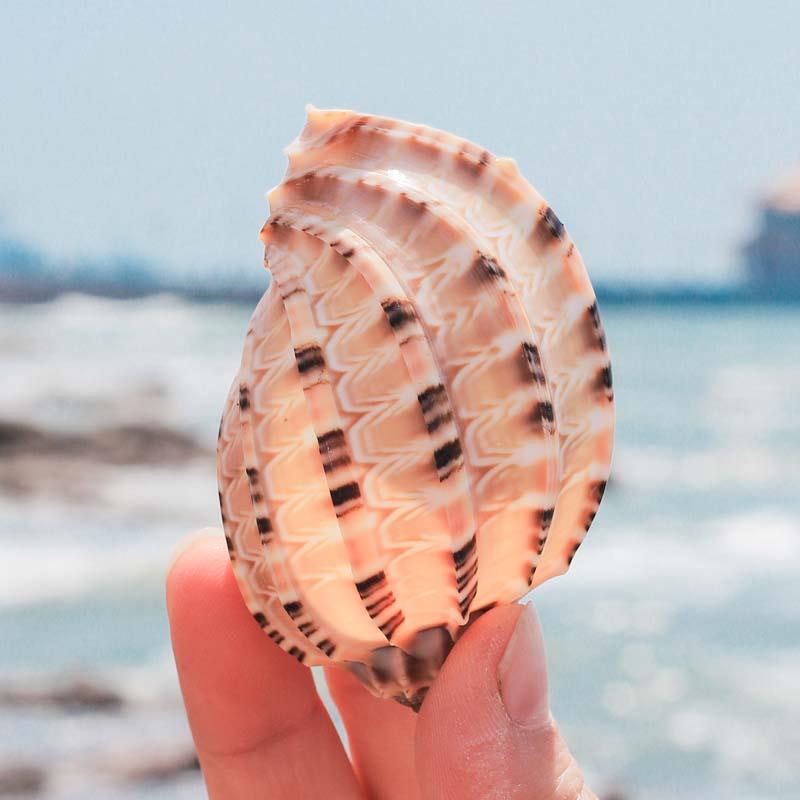 杨桃螺琵琶螺天然海螺贝壳卷贝鱼寄居蟹替换壳鱼缸造景装饰品摆件