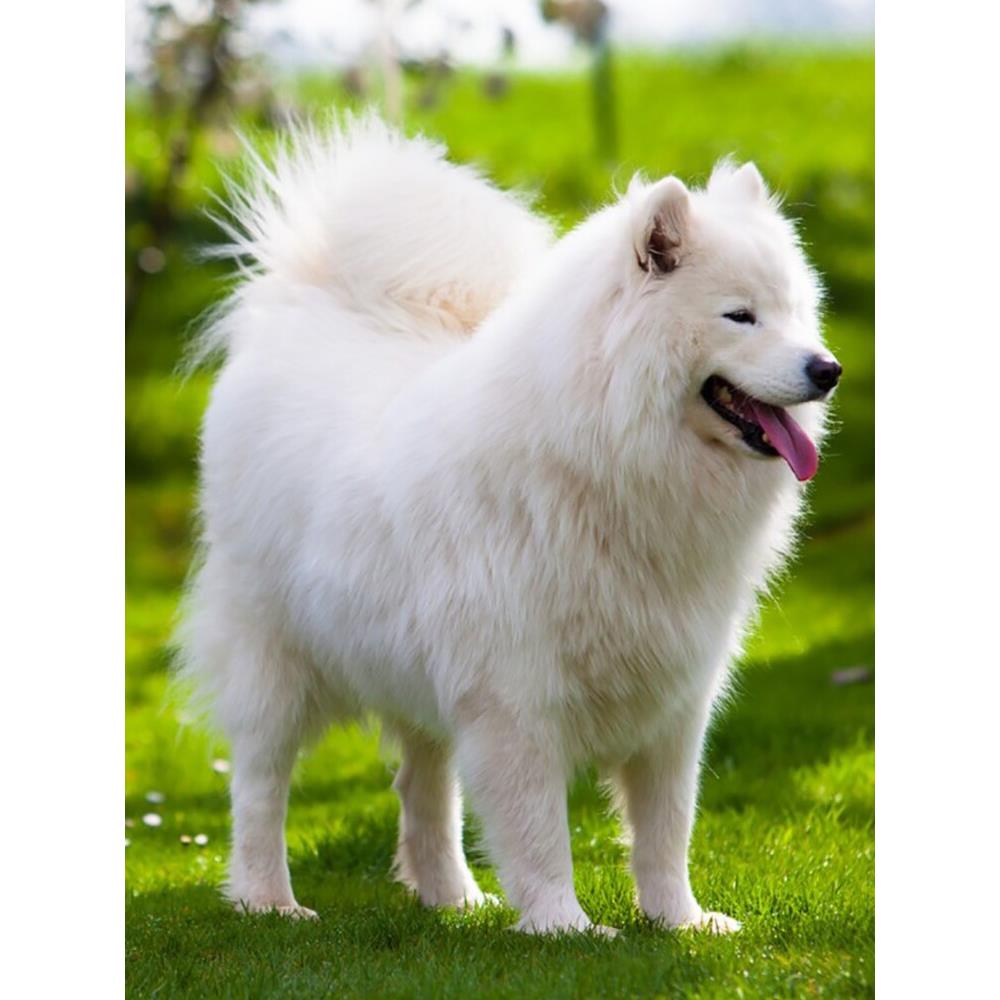 纯种萨摩耶幼犬中型雪橇犬微笑天使白色熊版萨摩耶幼崽宠物狗活物