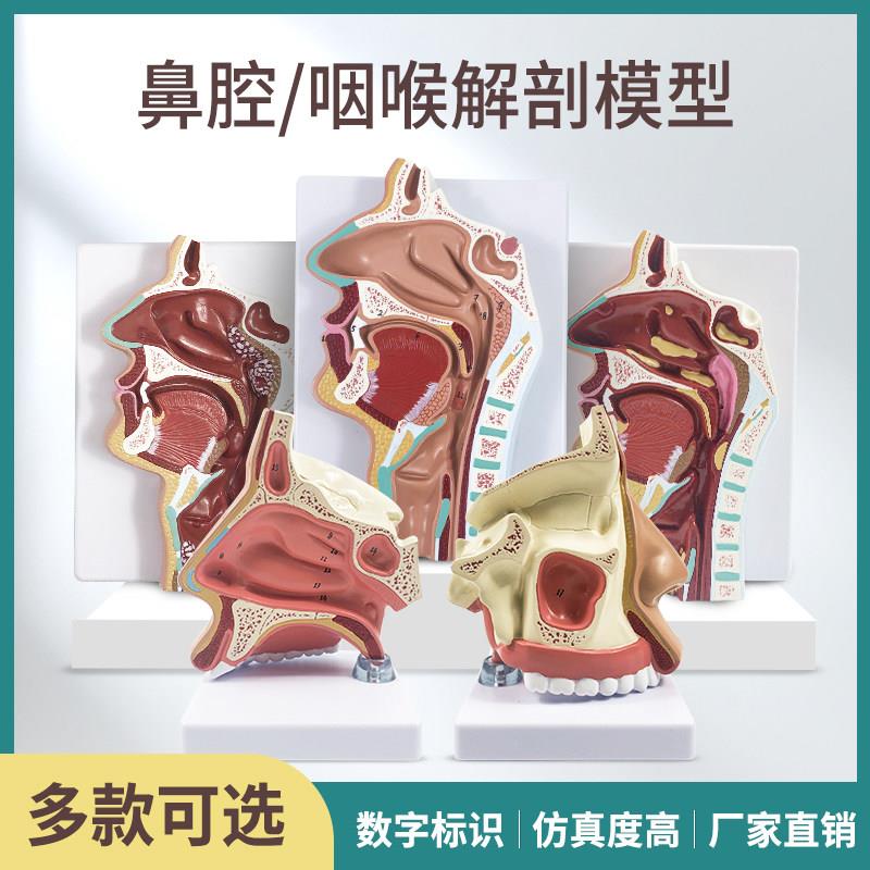 人体口鼻腔解剖模型腺样体肥大鼻咽喉教学模具鼻子喉咙扁桃体鼻炎