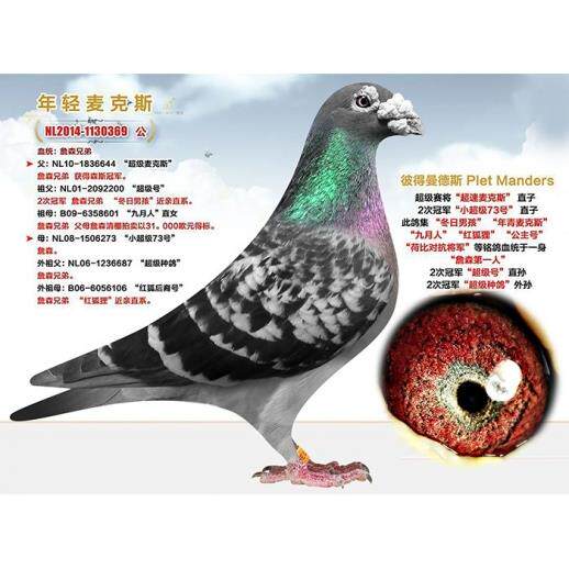 信鸽成绩鸽名家鸽公棚鸽比利时圆环天落鸟鸽子活体千公里吴淞3