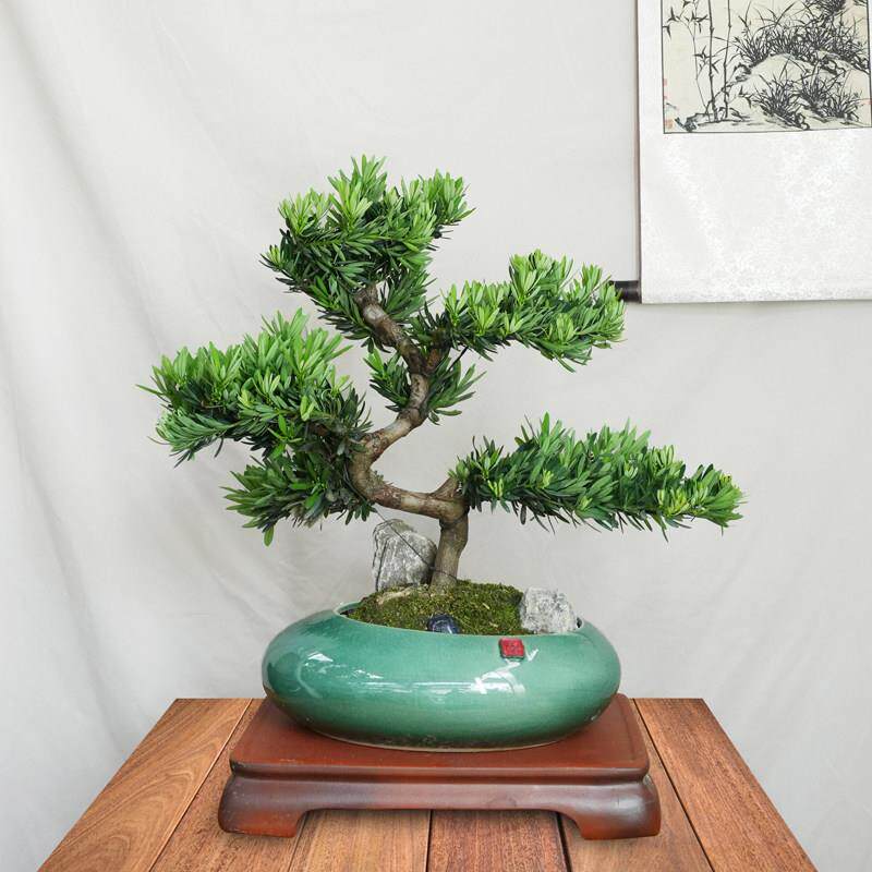老桩罗汉松盆栽造型迎客松绿植客厅公司庭院四季长青盆景一物一拍