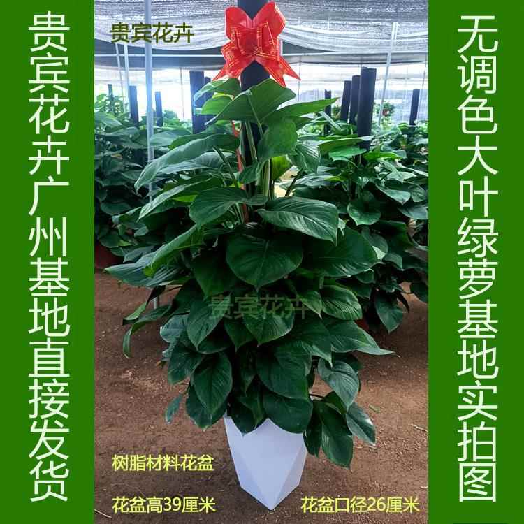 大叶绿萝办公室内除甲醛盆栽植物办公室大型绿植客厅盆景植物花卉