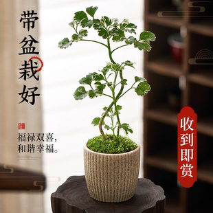 福禄桐盆栽金钱兜绿植物办公室内桌面花叶禅意钱多多小盆景好养活