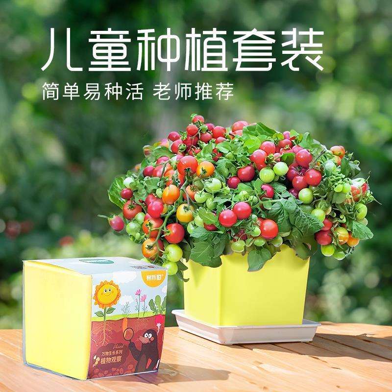 儿童种植小盆栽向日葵种孑学生观察小番茄凤仙花种籽根系生长套装