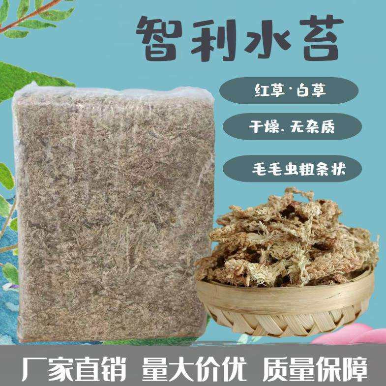 智利水苔兰花土绿植盆栽土爬宠垫材微景观毛毛虫水苔水草红草白草