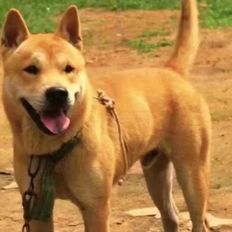 大黄狗中华田园犬广西土猎犬赶山犬巡山犬狩猎犬打猎犬大骨架狗狗-封面