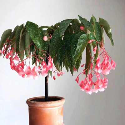 居秋园 竹节海棠花 盆栽花卉绿植大叶斑点秋海棠观花植物四季开花