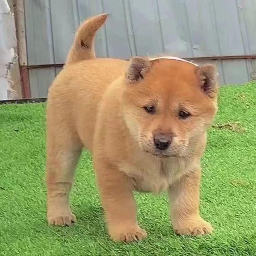 广西田园犬纯土狗看家护院家土猎狗黑狗黄狗白面狗幼崽土狗狗活物