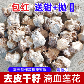 禅悦缘 去皮干籽 滴血莲花原籽 文玩菩提子手串毛料单颗包红