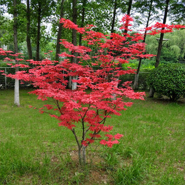 红枫树苗盆栽品种枫日本红枫庭院植物别墅风景树耐寒三季红