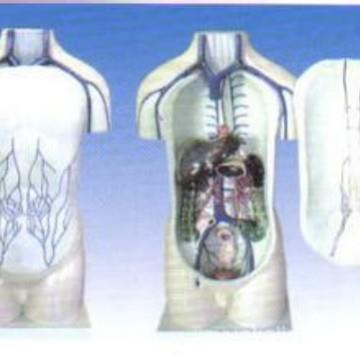 全身深层淋巴回流模型，玻璃钢材料，人体脉管系统模型