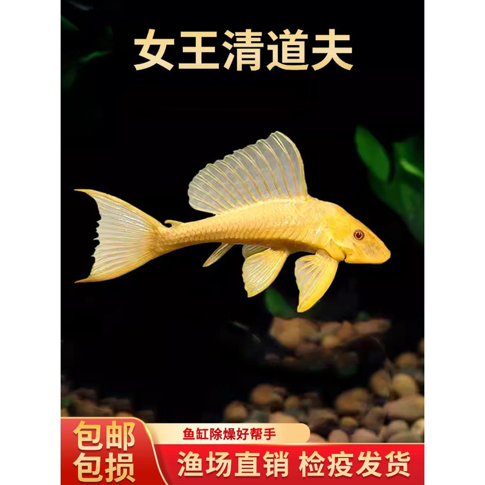 红眼女王大帆黄金色女皇清道夫鱼缸除藻清洁工具鱼热带观赏鱼