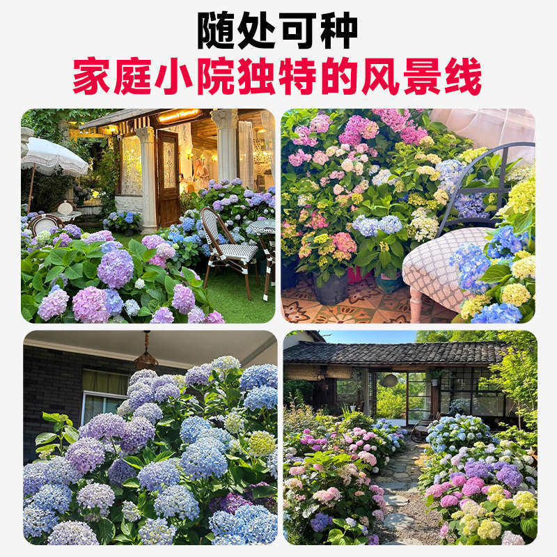 绣球花苗大花无尽夏大苗带花苞盆栽别墅庭院阳台四季开花卉绿植物,鲜花速递/花卉仿真/绿植园艺,绣球/木绣球/木本植物,淘宝优惠券,粉丝福利购,淘宝优惠卷