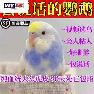 鹦鹉公母一对宠物鸟活物大头虎皮小太阳手养会说话