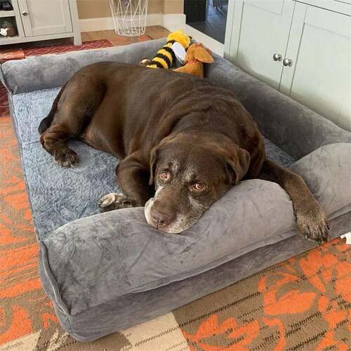 Dog Bed Extra Large Orthopedic Pet Mattress Couch Sleeping B