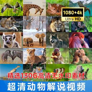 高清野生动物世界解说纪录片儿童科普国外捕猎4K长中影片剪辑素材