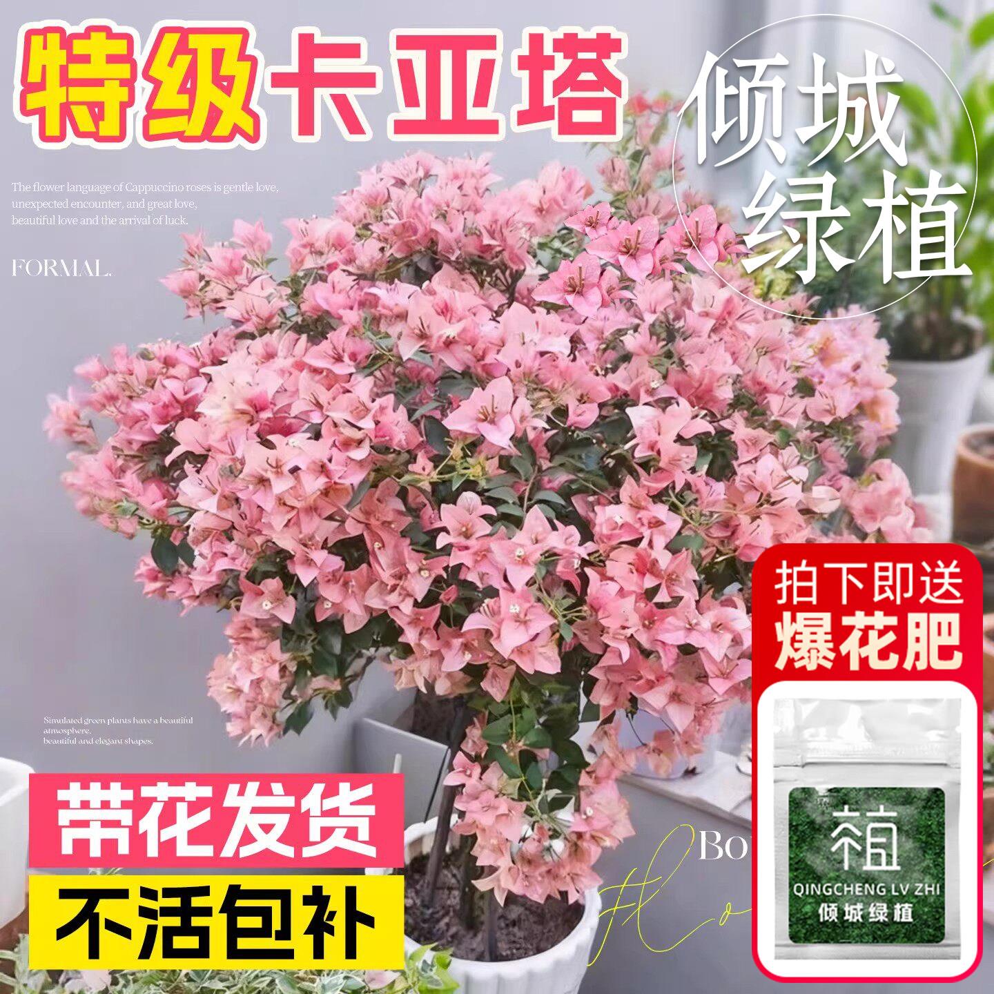 卡亚塔三角梅盆栽高端带花绿樱老桩花卉重瓣室内阳台四季植物好养