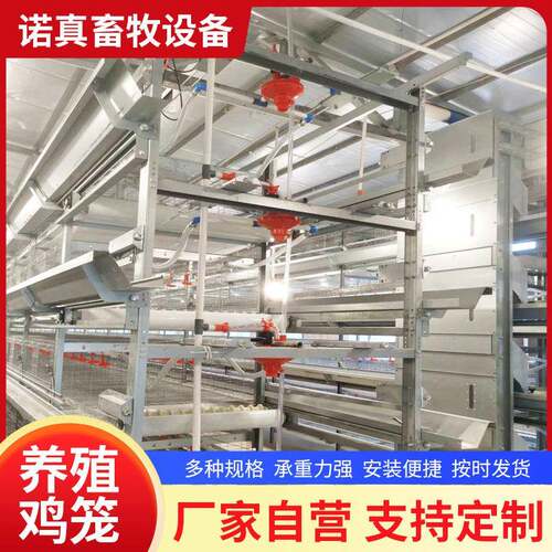 青年鸡养殖鸡笼钢丝立式自动化养殖设备全自动养鸡笼鸽子笼鹌鹑笼