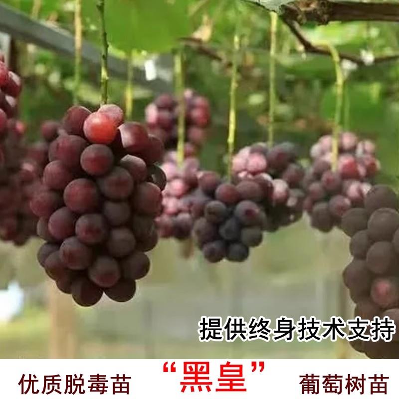 嫁接黑皇葡萄树苗3309贝达5bb砧木bk葡萄苗南方北方种植黑提树苖