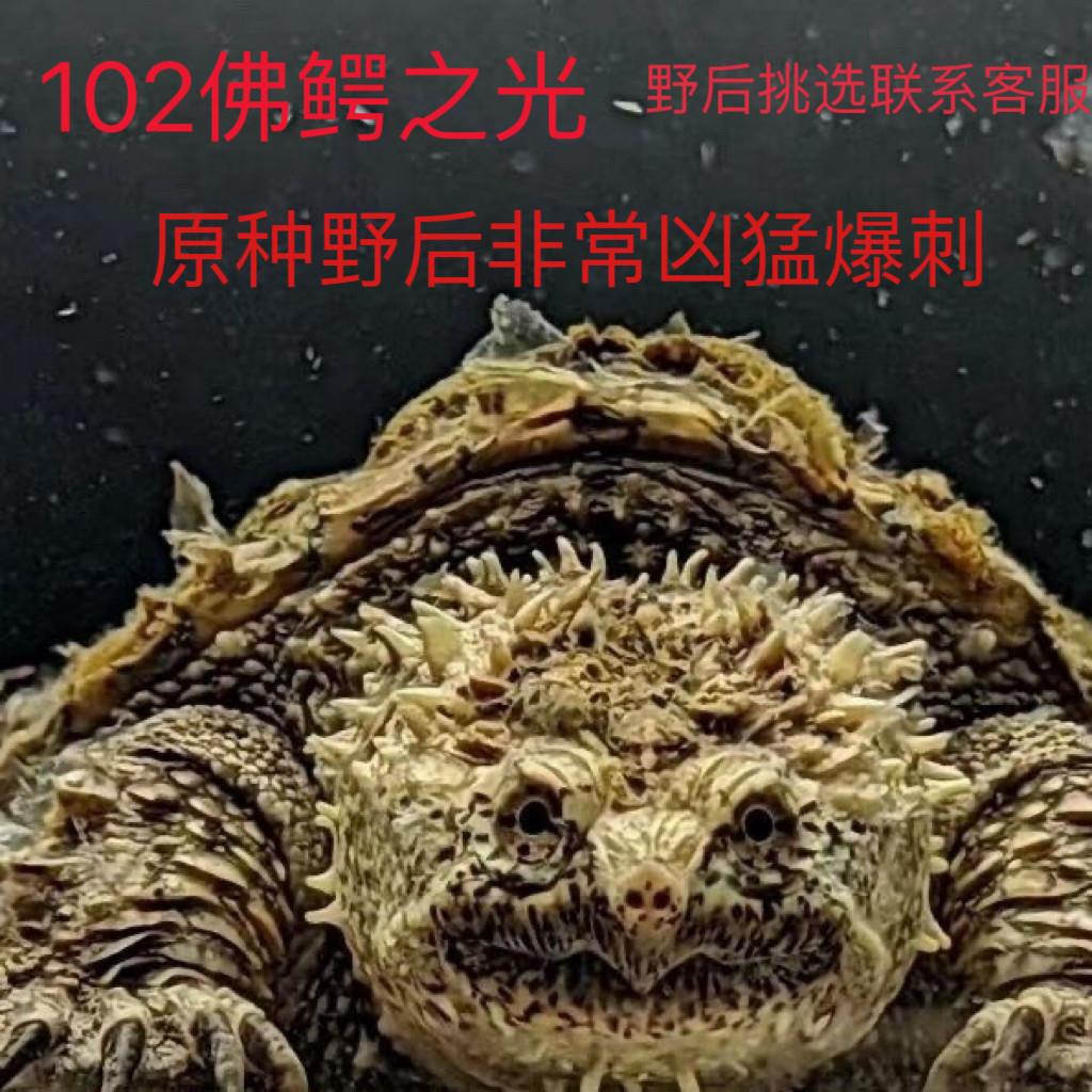 原种纯佛鳄龟、野佛后代、粗刺、高背 头大爆刺 活体宠物观赏宠物