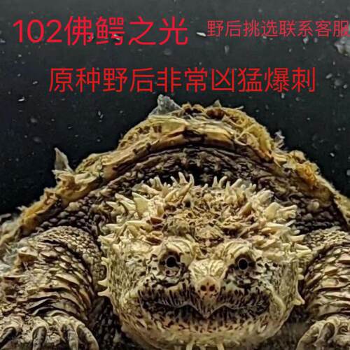 原种纯佛鳄龟、野佛后代、粗刺、高背 头大爆刺 活体宠物观赏宠物