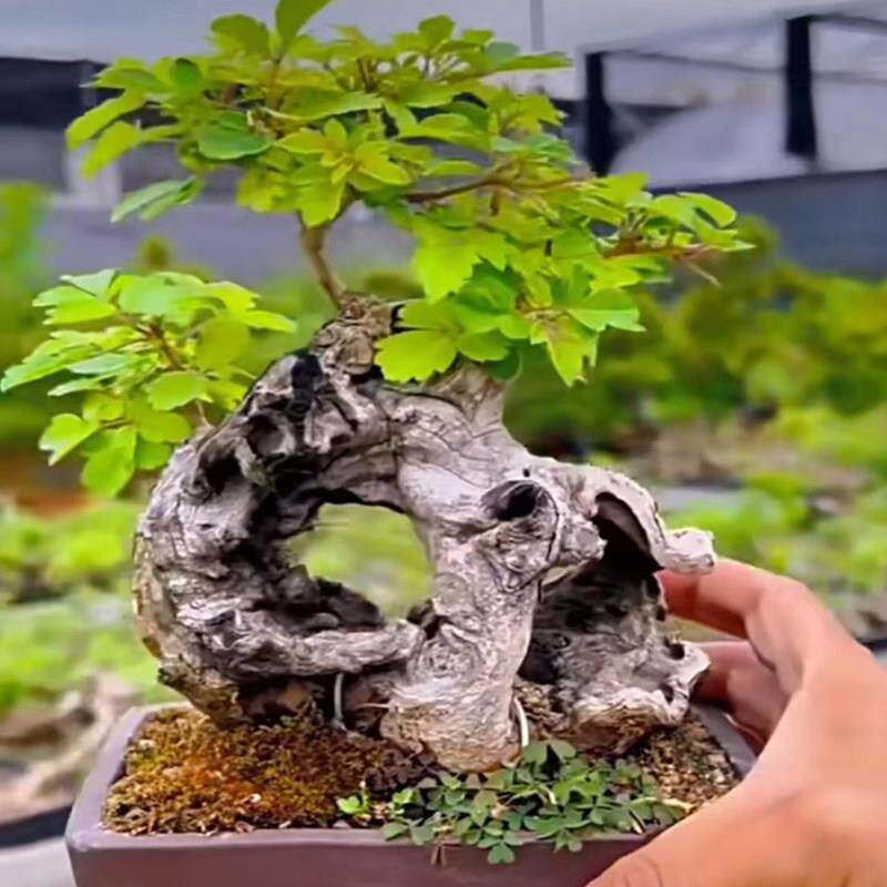黄荆老桩盆景美观造型微景观办公室植物客厅室内室外庭院盆栽盆景