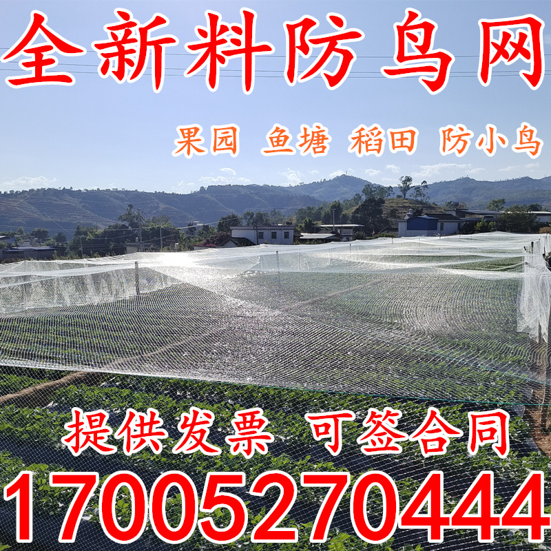 透明尼龙防鸟网泥鳅鱼塘养殖网果树天网葡萄樱桃枸杞果园防鸟用网