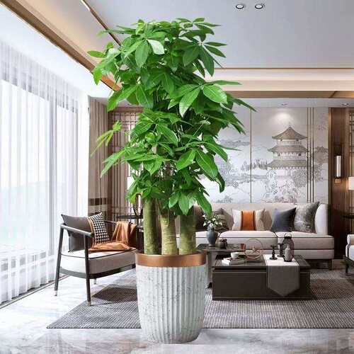 三杆步步高发财树辫子单杆 发财树盆栽大型绿植花卉客厅植物