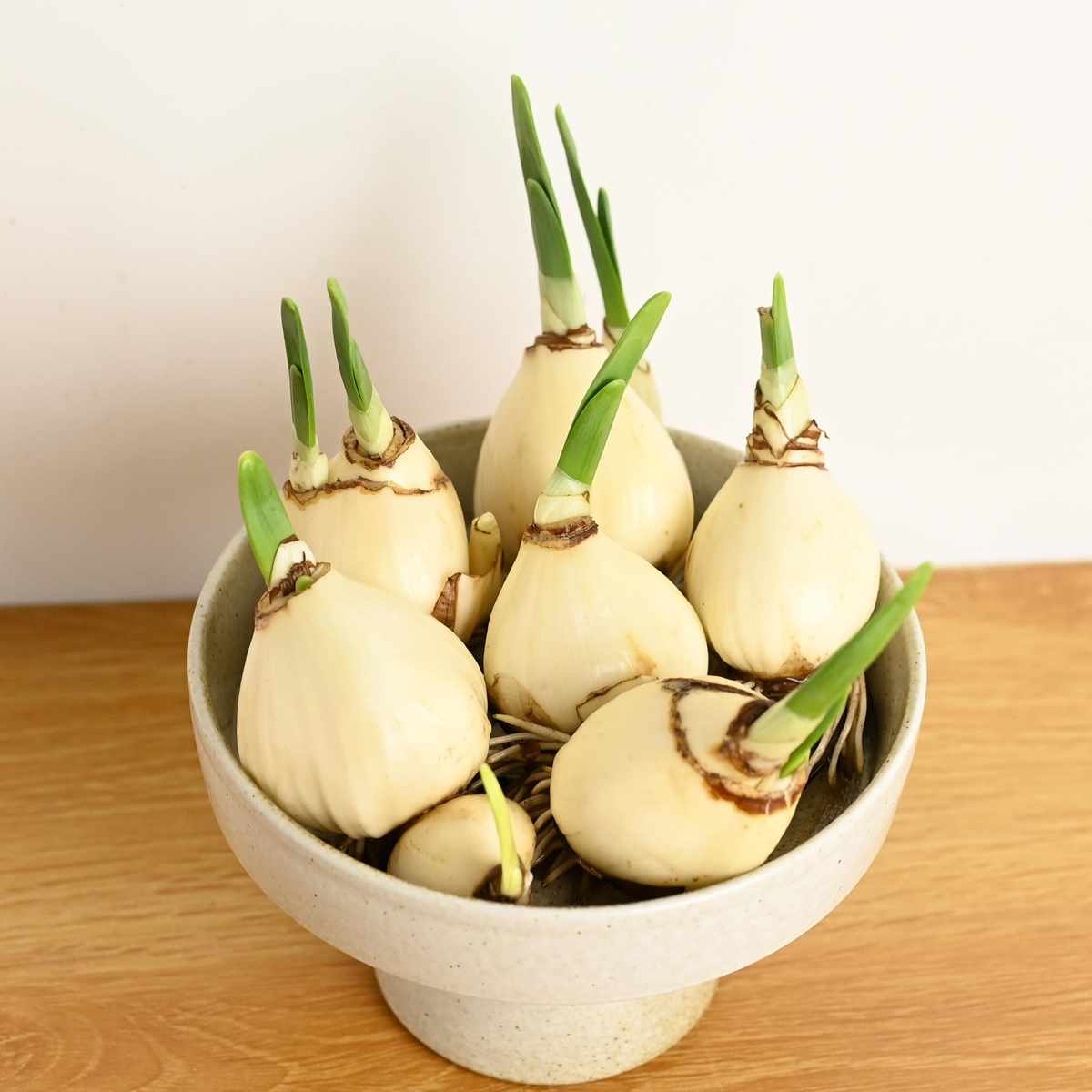 漳州水仙花种球室内盆栽水培花卉冬季绿植重瓣无孔陶瓷
