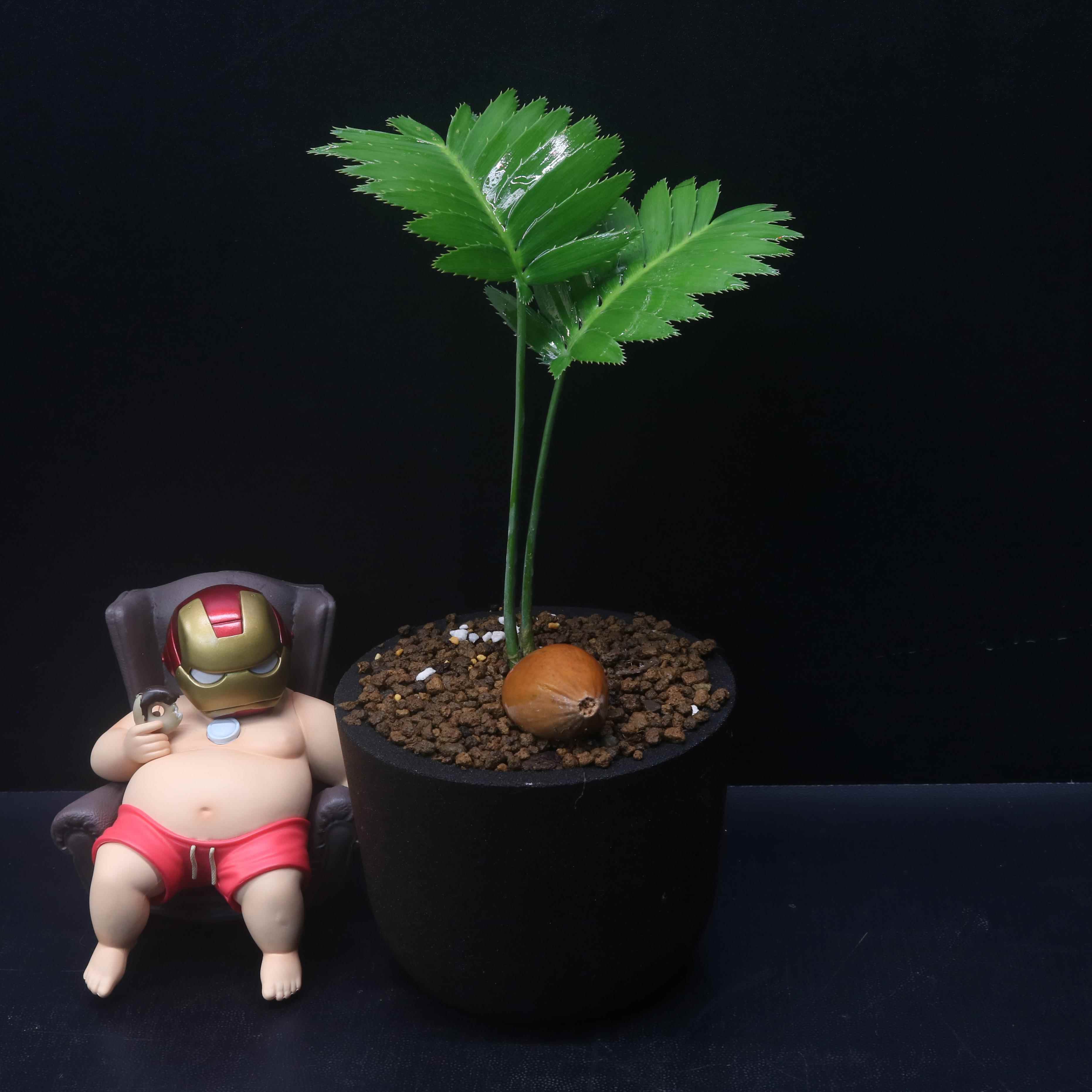 巨型双子铁树Dioon spinulosum 一物一拍 泽米属多肉潮流块根植物