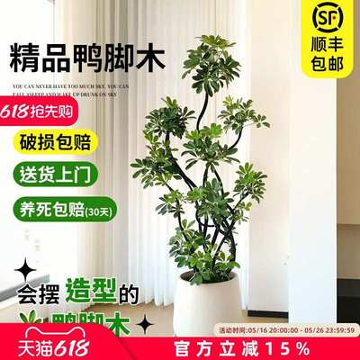 鸭脚木客厅大型绿植室内大盆栽鸭掌木鹅掌柴造型八方来财四季常青