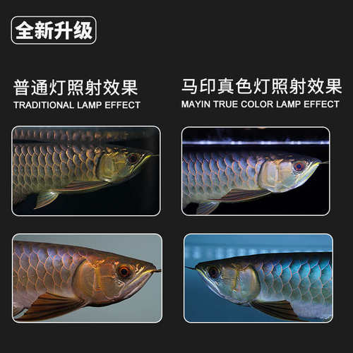 马印神灯真色观赏灯水族专用防水灯增艳水草灯鱼缸灯龙鱼专用灯