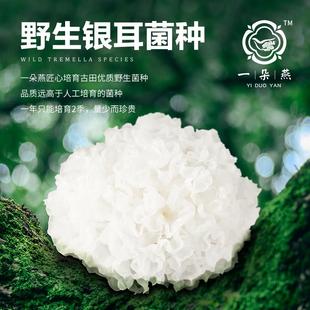 直播专用 本草银耳羹冲泡即食金燕金丝金盛免煮红枣草本有机银耳