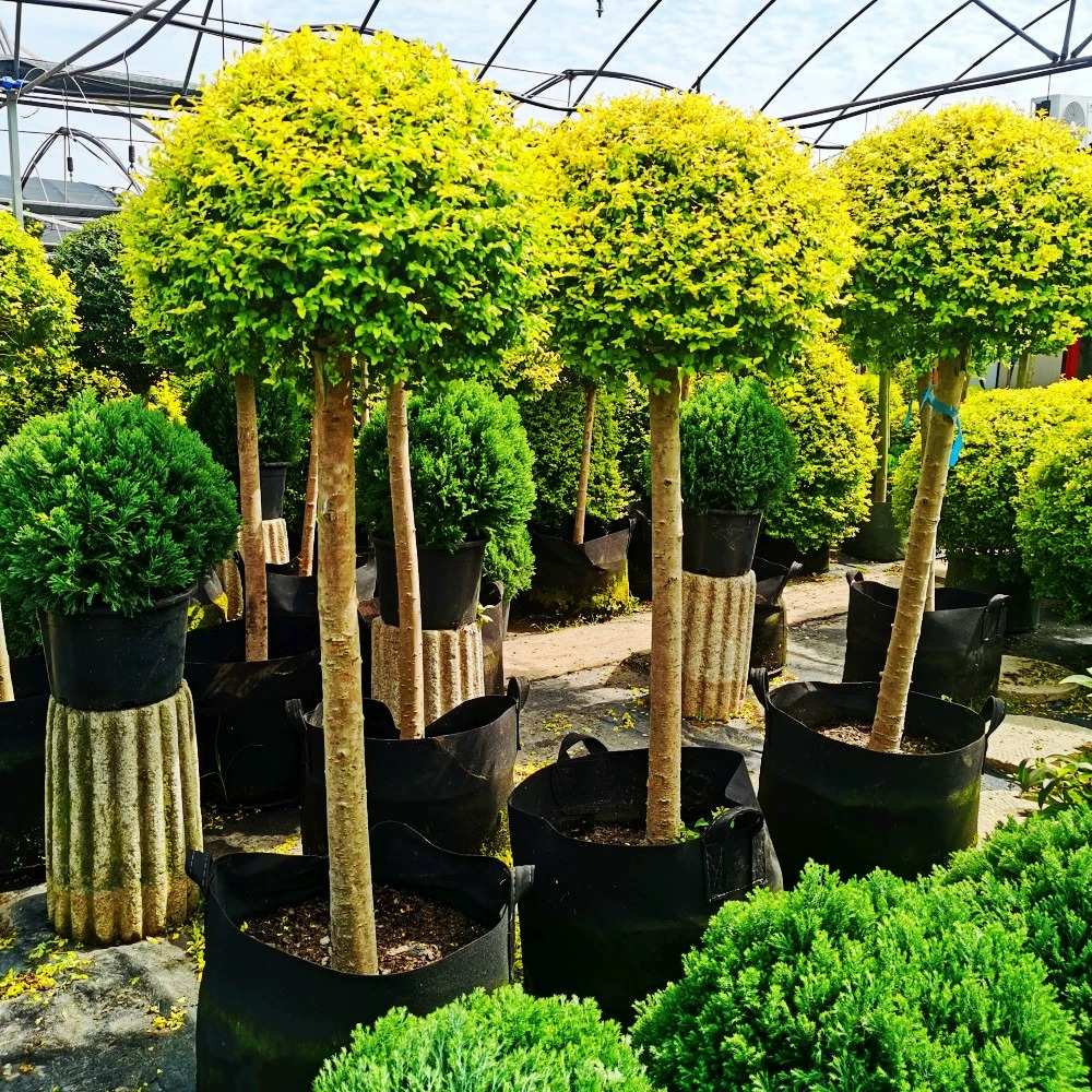 造型树晶蜡小叶亮花园亮女贞滇花镜植物棒棒糖女贞川金树