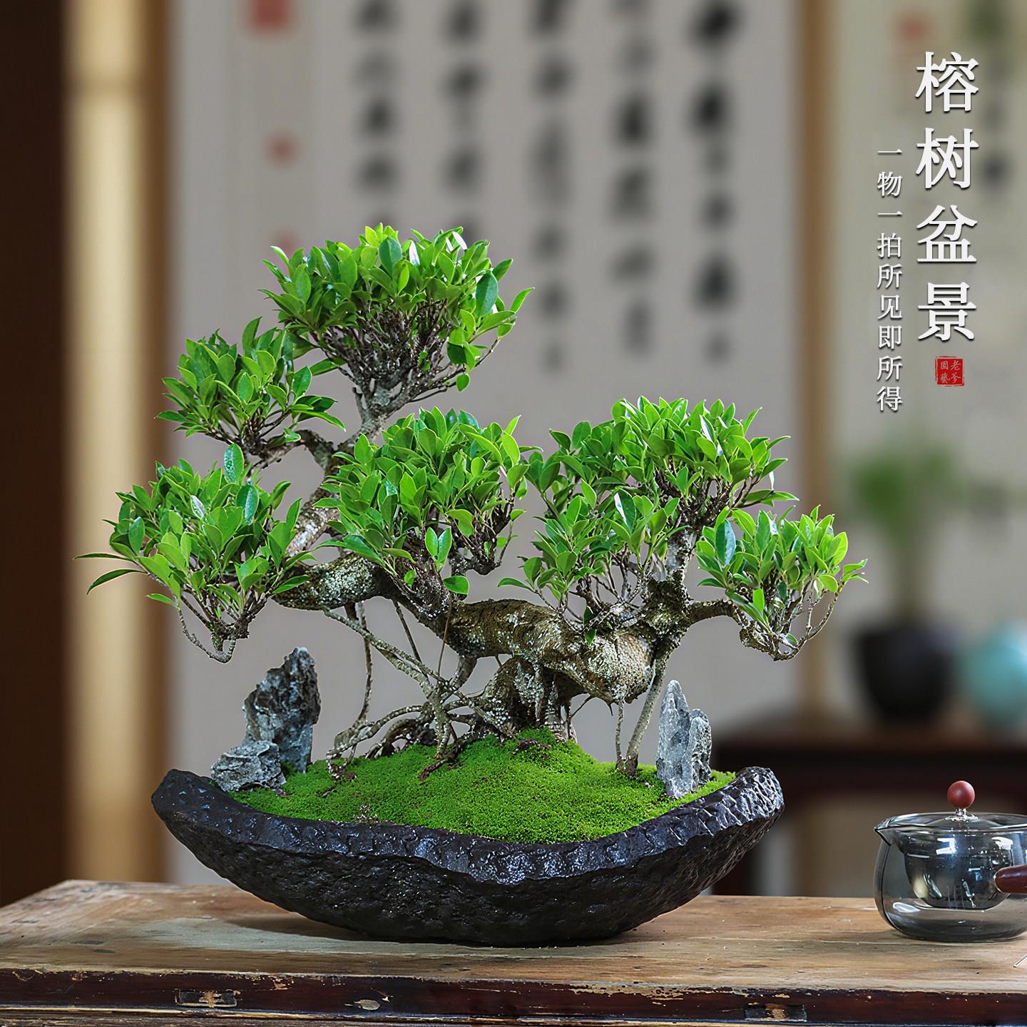 榕树造型一物一拍老桩盆景四季常绿庭院好养别墅冬季植物室内盆栽