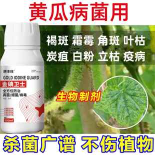 黄瓜一喷净黄瓜病全治白粉褐斑叶枯炭疽疫病靶斑病黄瓜病害专用药