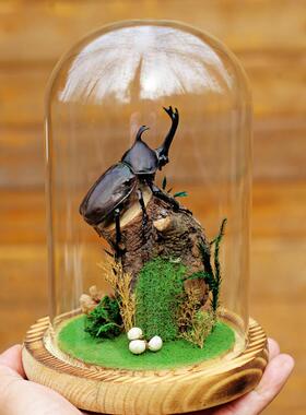 生态甲虫独角仙标本艺术玻璃罩昆虫微景观桌面展示框摆件手工礼物