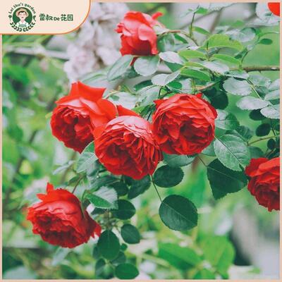 雷叔的花园佛罗仑蒂娜月季花苗正红色爬藤拱门围墙花栏造型盆栽地