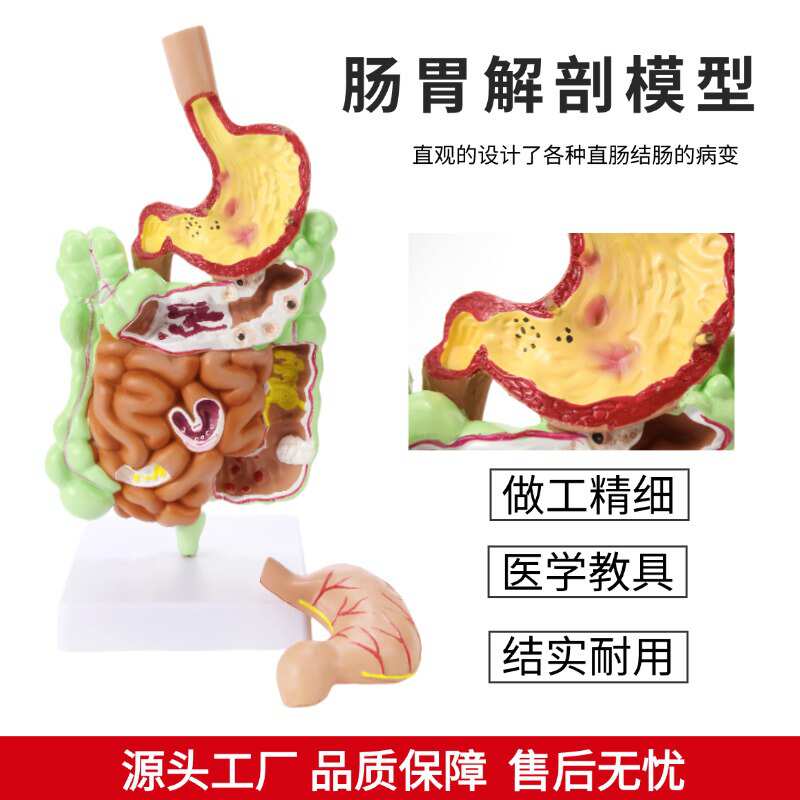 人体消化系统模型 胃解剖 大肠 盲肠 直肠 十二指肠 人体内脏构造