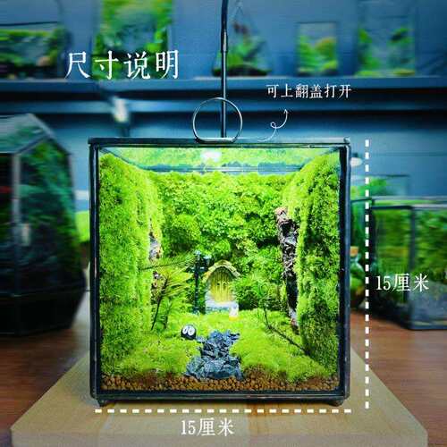 网红桌面摆件创意微景观闷绿植苔藓生态闷养盒