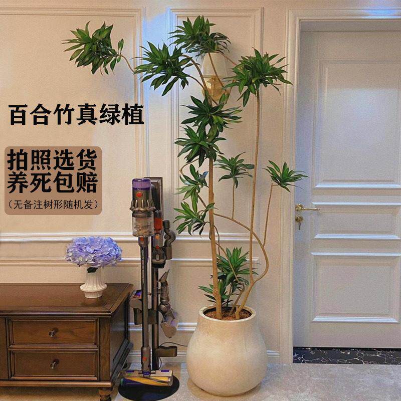 金心百合竹客厅绿植室内懒人好养真植物高级老桩龙血树精品大盆栽