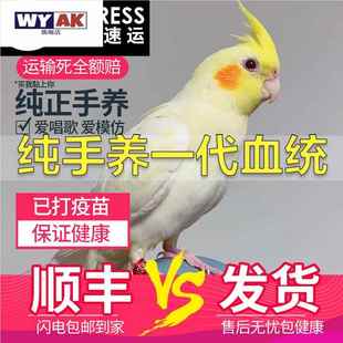 鹦鹉公母一对纯手养玄凤活鸟黄化玄风雏鸟幼鸟繁殖会说话宠物鸟