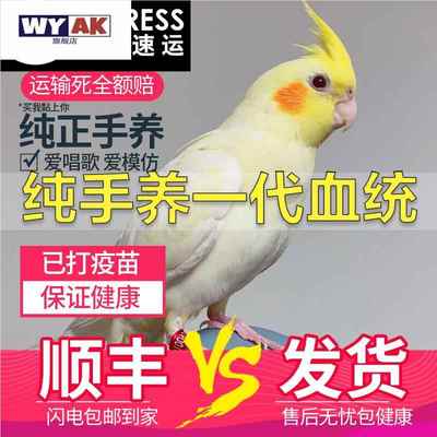鹦鹉公母一对纯手养玄凤活鸟黄化玄风雏鸟幼鸟繁殖会说话宠物鸟