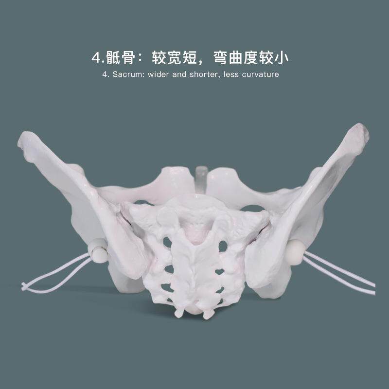 动态骨盆模型康复教具可活动耻骨联合分离骶髂关节产后